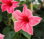 Sundaville® Flamingo Pink
