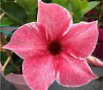 Sundaville® Flamingo Pink