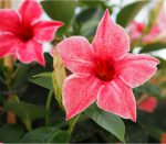 Sundaville® Flamingo Pink