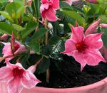 Sundaville® Flamingo Pink