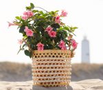 Sundaville® Flamingo Pink