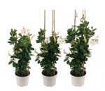 Sundaville® #1 Mandevilla / Dipladenia