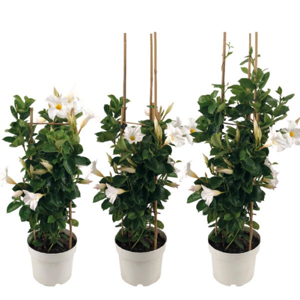Sundaville® #1 Mandevilla / Dipladenia