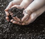 Sundaville® #1 Mandevilla / Dipladenia