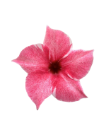 Sundaville® Flamingo Pink