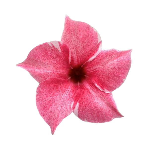 Sundaville® Flamingo Pink