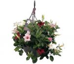Sundaville® Mix 26cm (hanging basket)