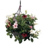 Sundaville® Tricolor 26cm (Hängekorb)