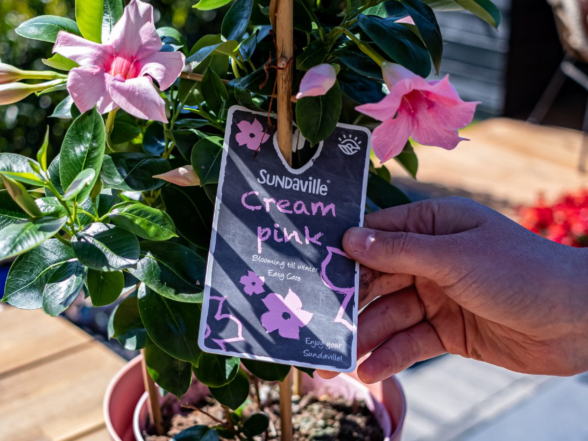 Sundaville® Mini Cream Pink (4 Stück) – Bild 3