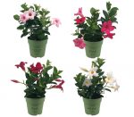 Sundaville® Mini Mix (4 stuks)