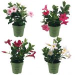 Sundaville® Mini Mix (4 pieces)