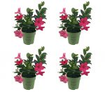 Sundaville® Mini Pink (4 pieces)