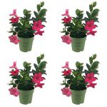 Sundaville® Mini Pink (4 Stück)