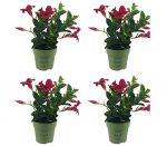 Sundaville® Mini Red (4 pieces)