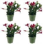 Sundaville® Mini Red (4 pieces)