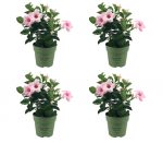 Sundaville® Mini Cream Pink (4 Stück)