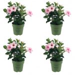 Sundaville® Mini Cream Pink (4 Stück)