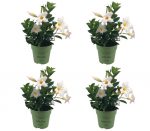 Sundaville® Mini White (4 pieces)