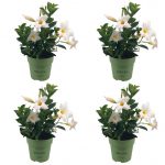 Sundaville® Mini White (4 pieces)