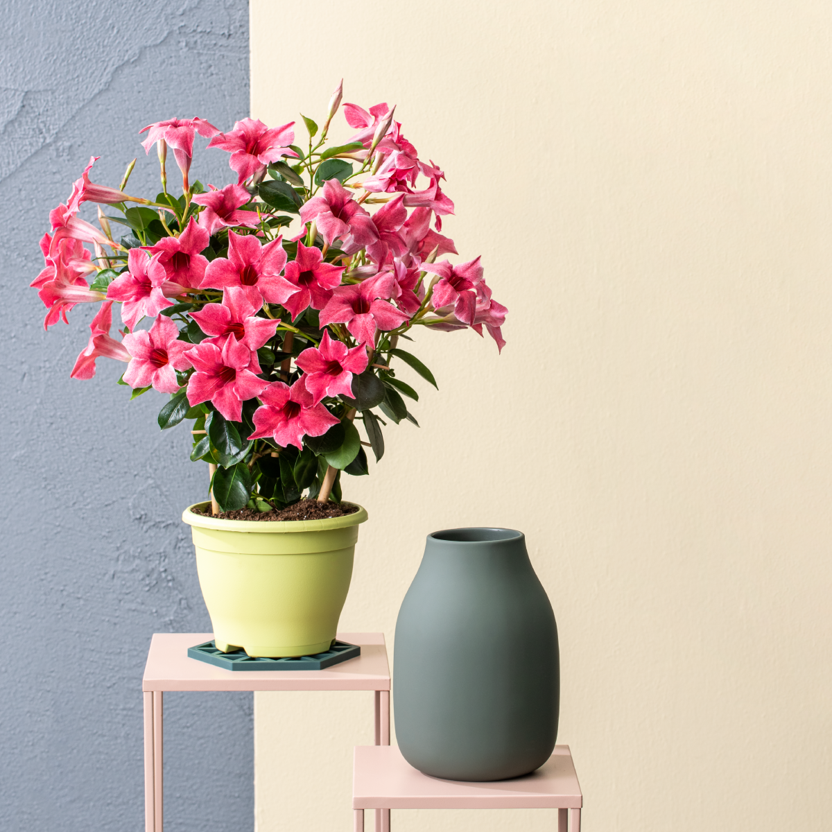 Sundaville® Flamingo Pink - Image 2