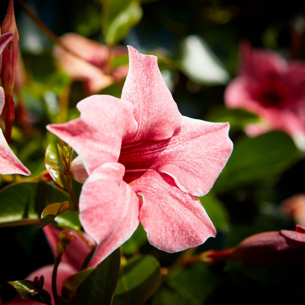 Sundaville® Flamingo Pink - Image 5