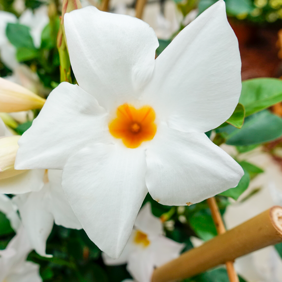 Sundaville® Big White – Bild 3