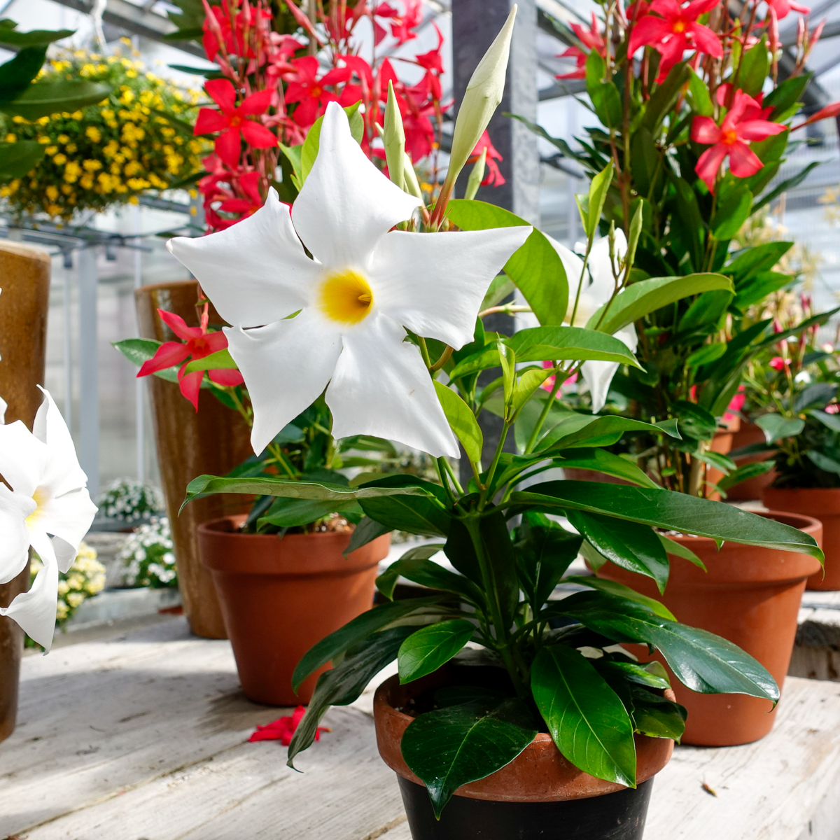 Sundaville® Big White – Bild 2