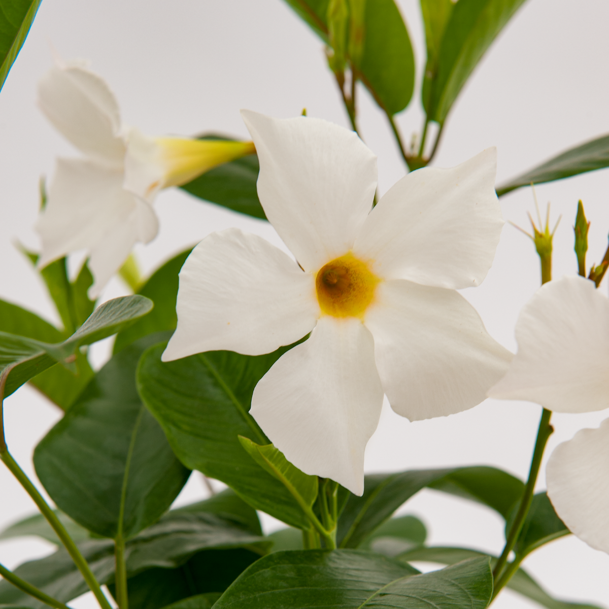 Sundaville® Big White – Bild 4