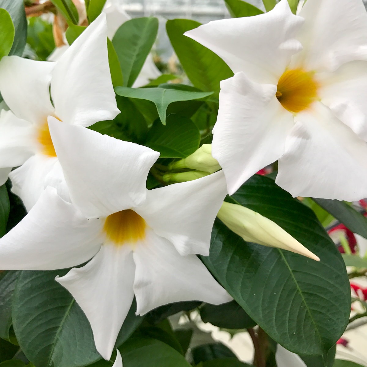 Sundaville® Big White – Bild 5