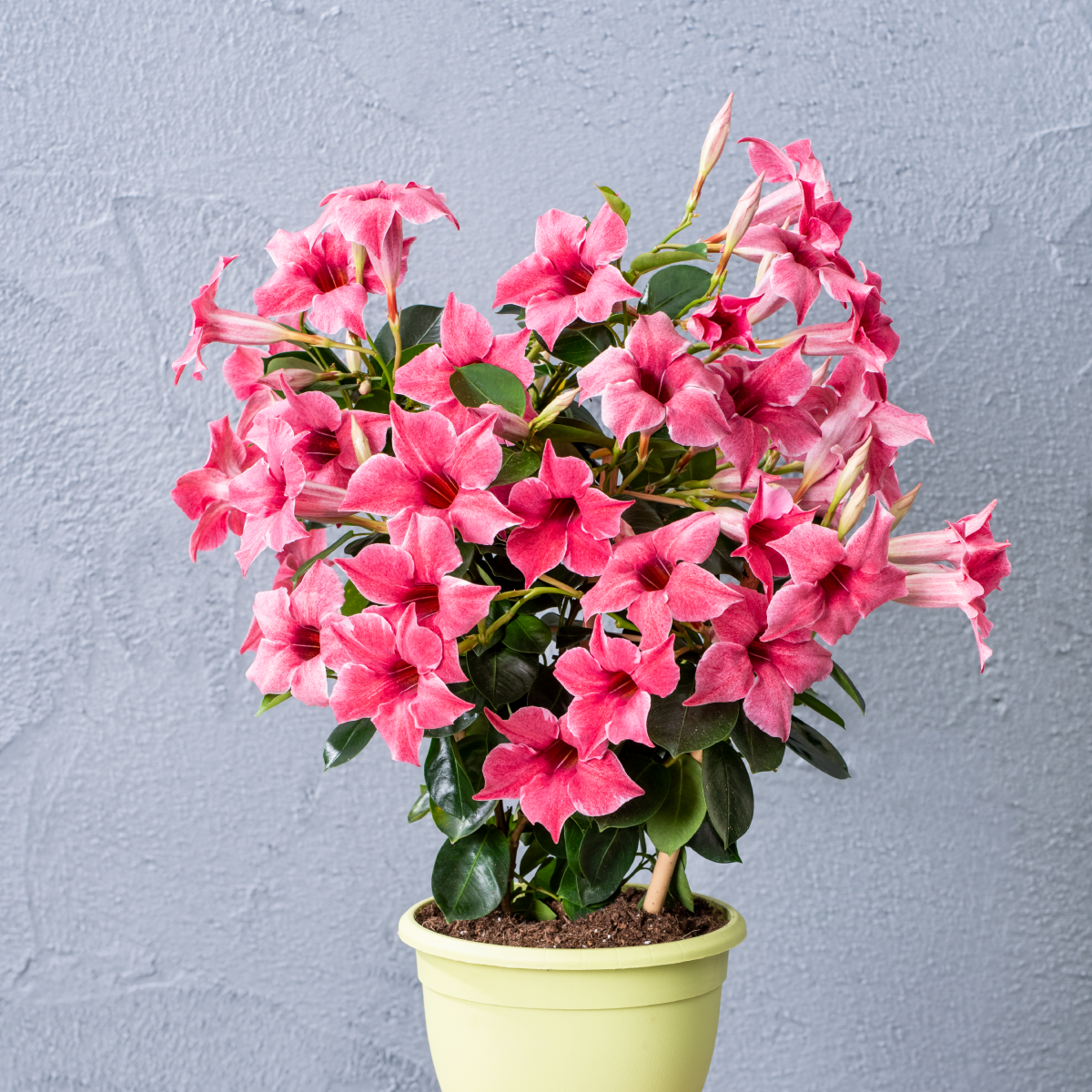 Sundaville® Flamingo Pink - Image 4