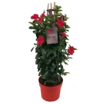 Sundaville® Early Scarlet 19cm (pyramid)