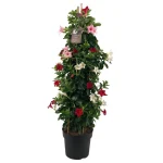 Sundaville® Mix 24cm (pyramid XL)