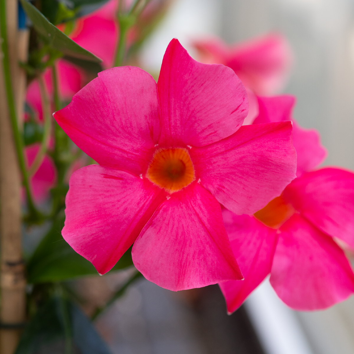 Sundaville® Early Pink - Image 6