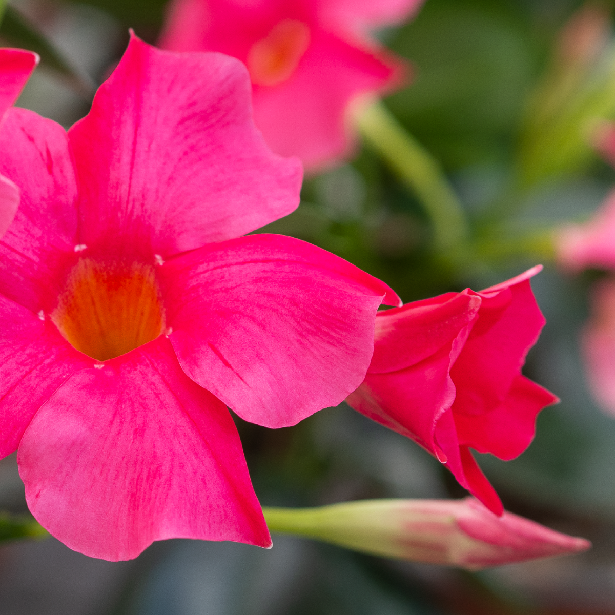 Sundaville® Early Pink - Image 2