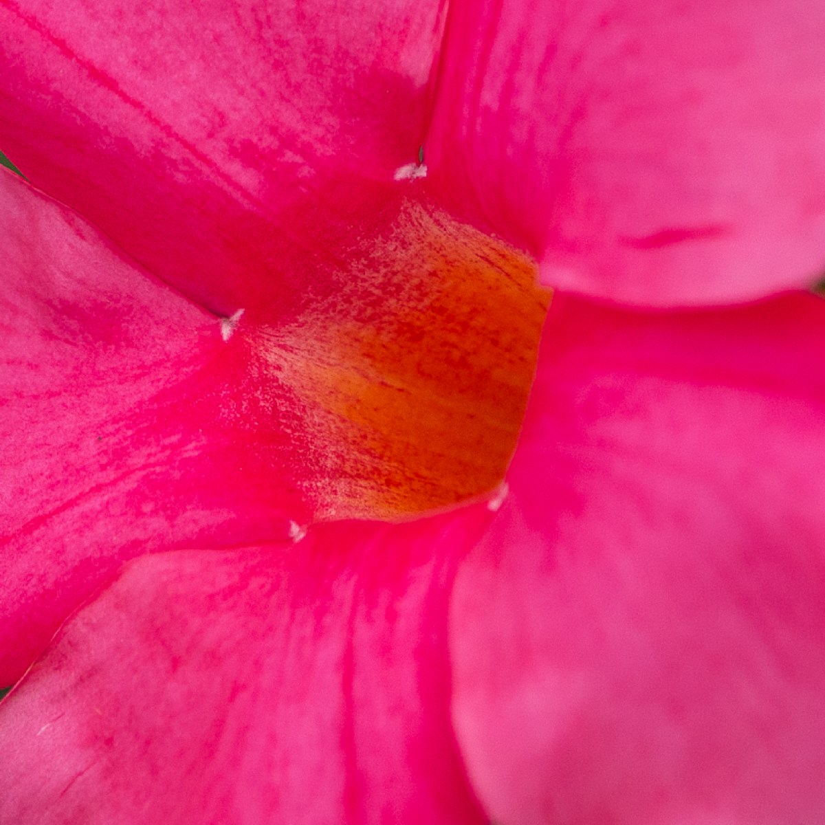 Sundaville® Early Pink - Image 4