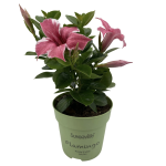 Sundaville® Flamingo Pink 12cm