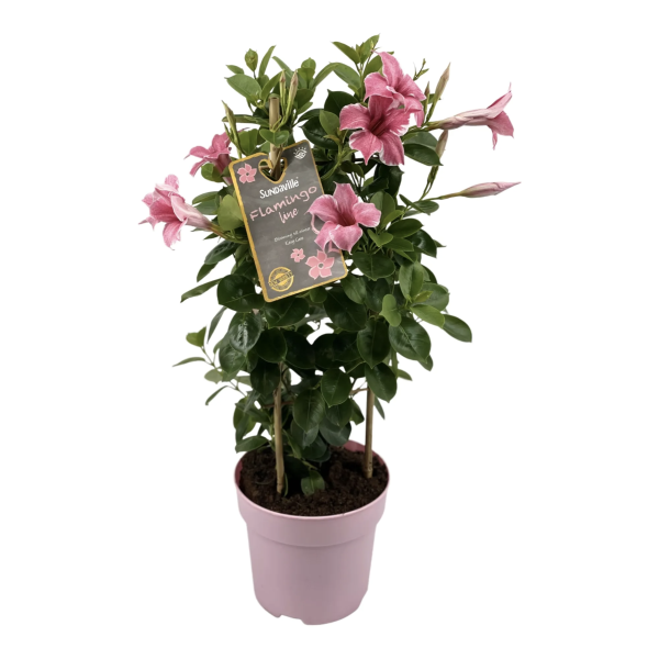 Sundaville® Flamingo Pink 17cm