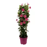Sundaville® Pink 19cm (piramide) (Copy)