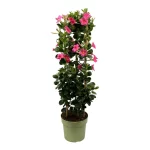 Sundaville® Early Pink 24cm (pyramid XL)
