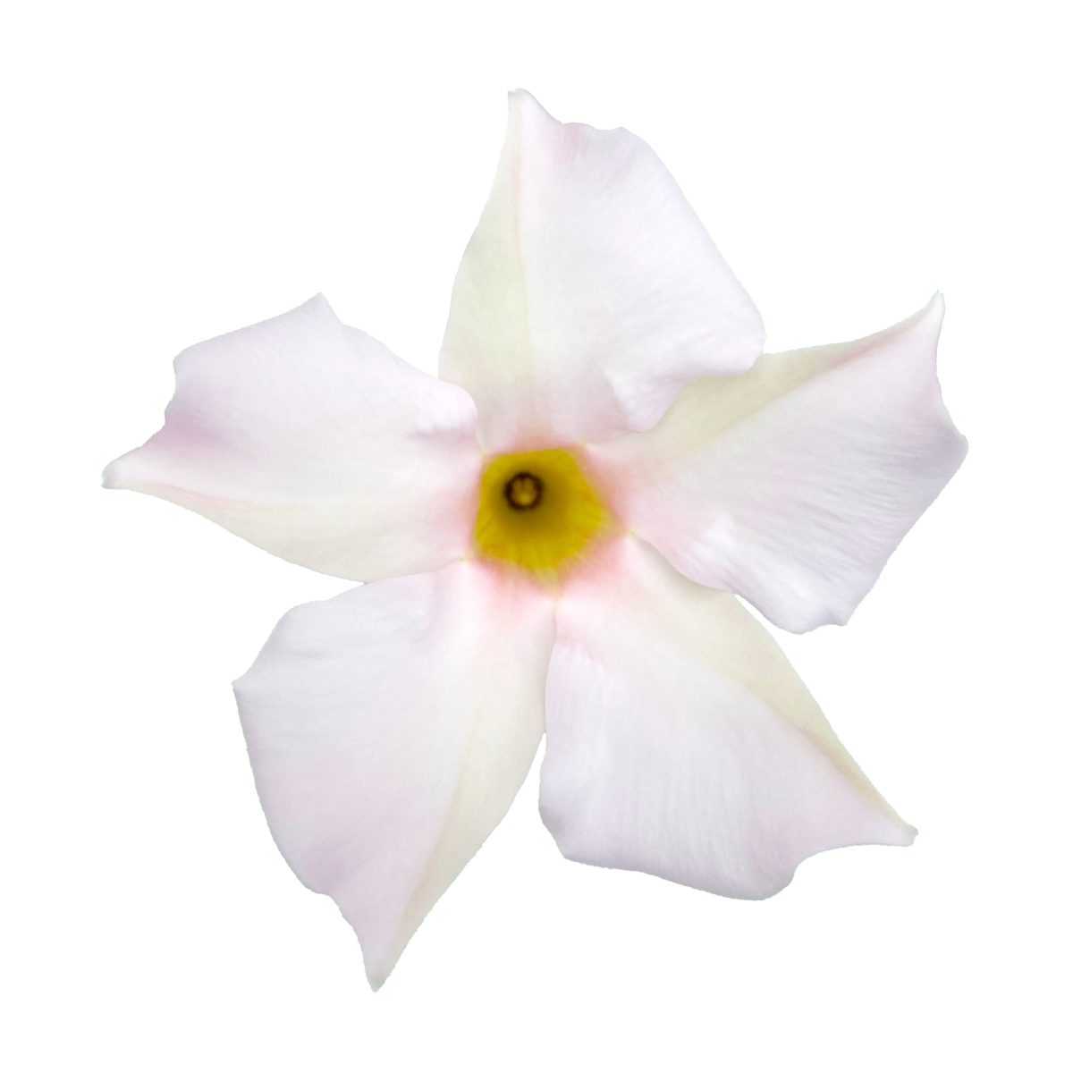 Sundaville® Early Soft White Sundaville® Early Soft White - Image 1