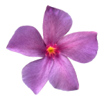 Sundaville® Blue (Bluephoria™)