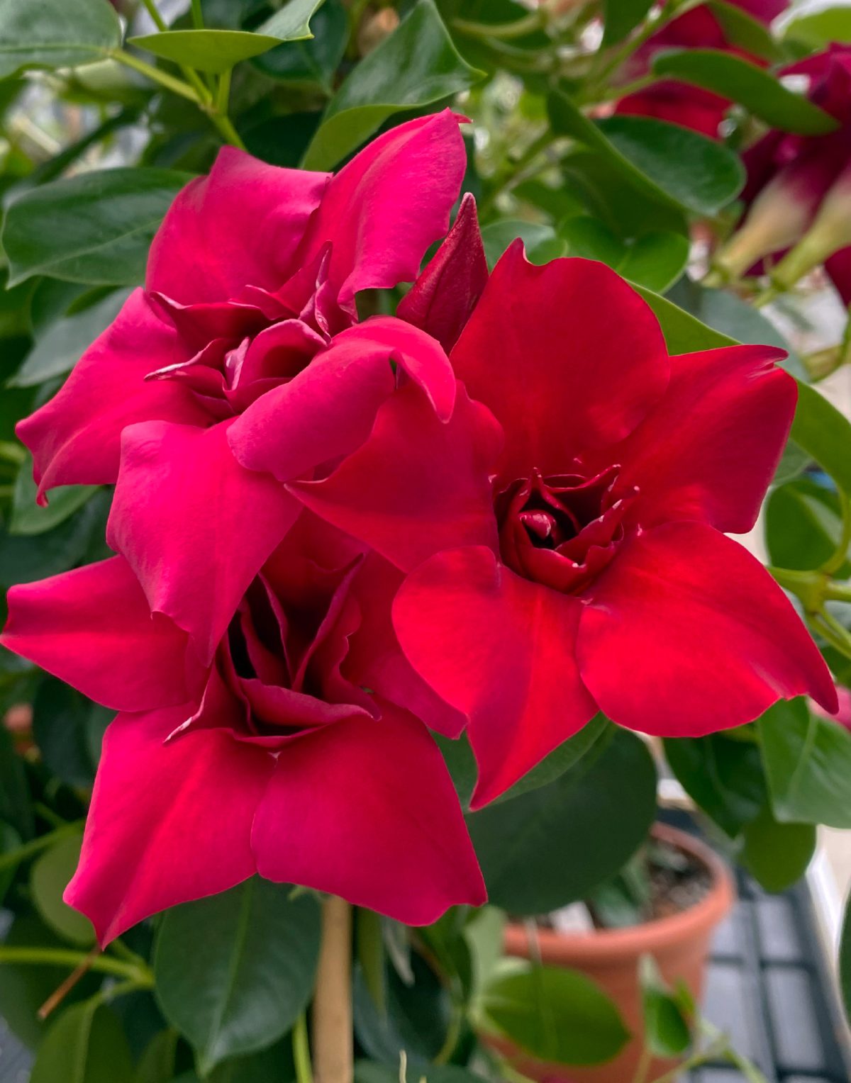 Sundaville® Double Red Sundaville® Double Red - Afbeelding 6