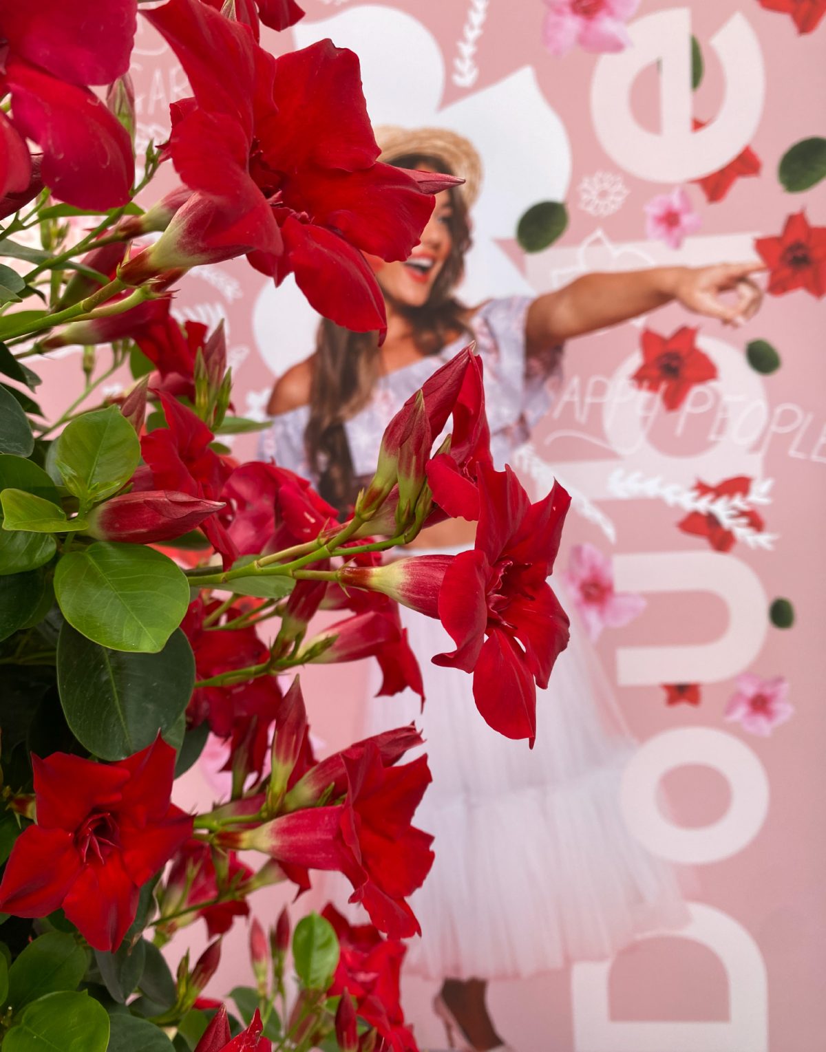 Sundaville® Double Red Sundaville® Double Red - Afbeelding 7