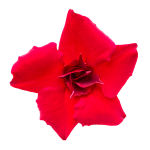 Sundaville® Double Red